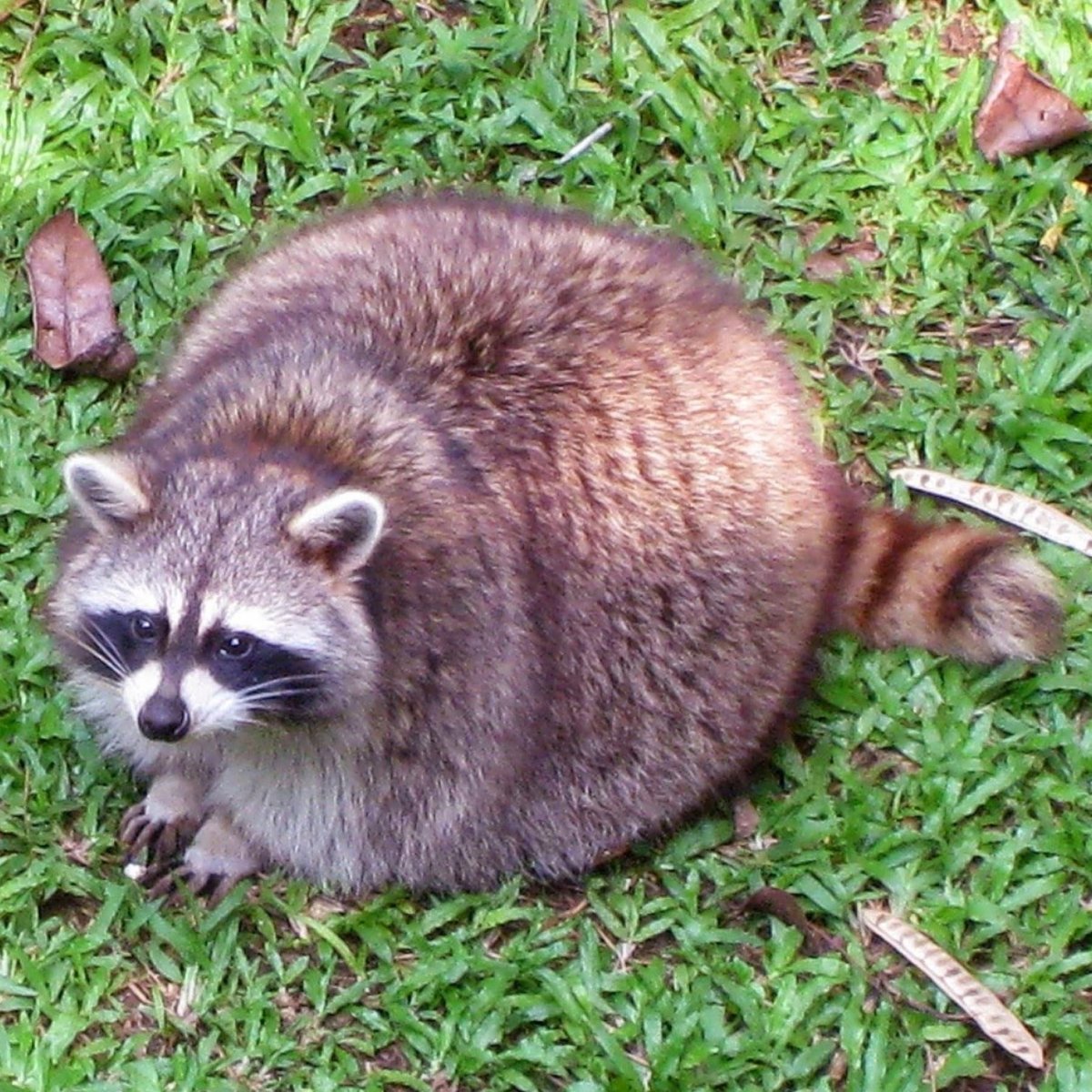 Тануки енотовидная собака арт