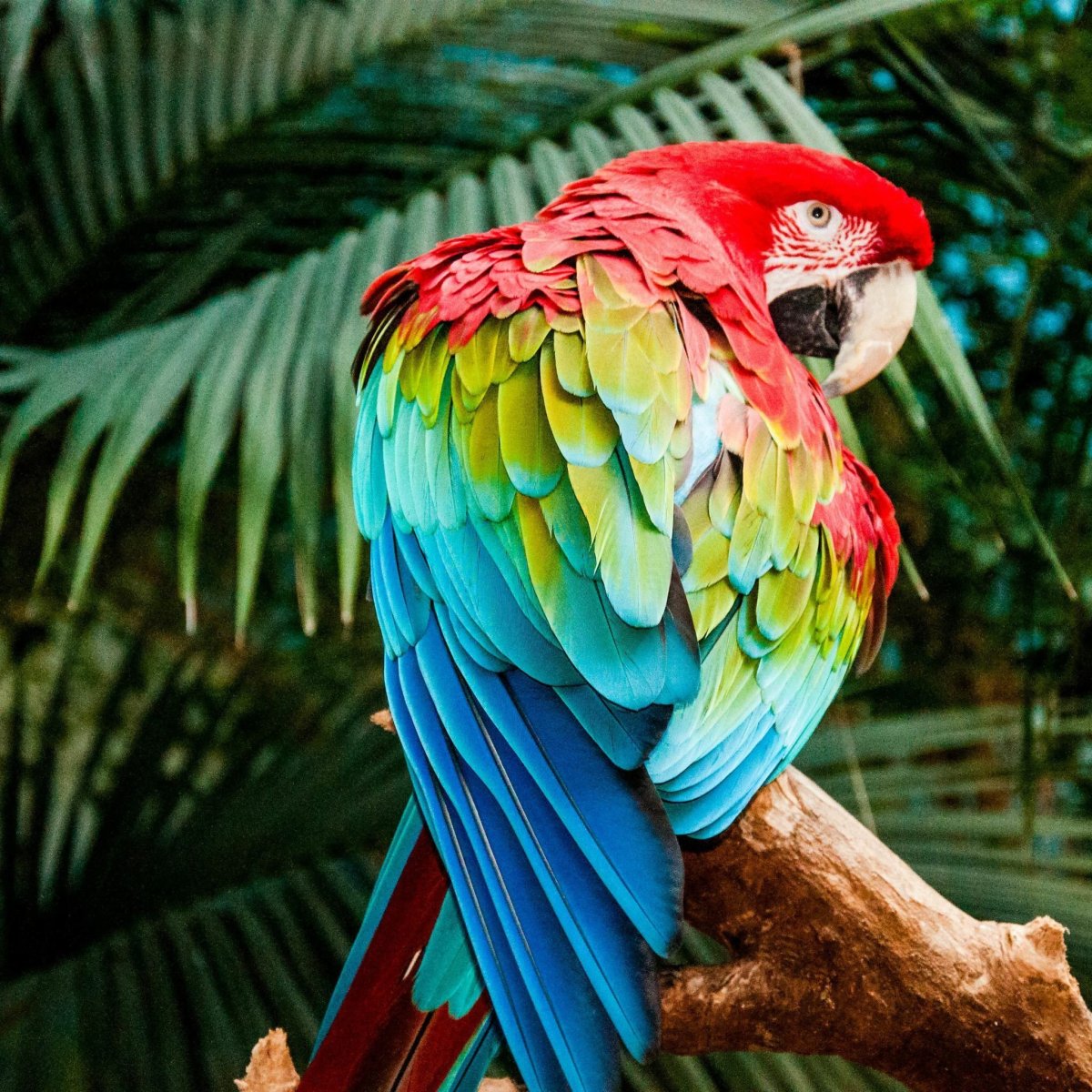 Попугай ара (Macaw Parrot)? Дизайнер Manuel Sirgo.