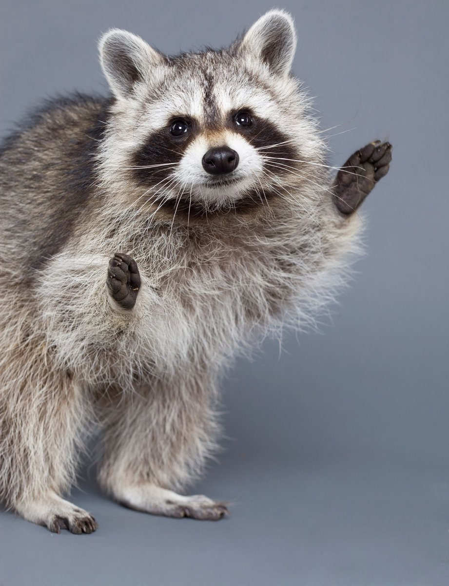 Интересное про енотов