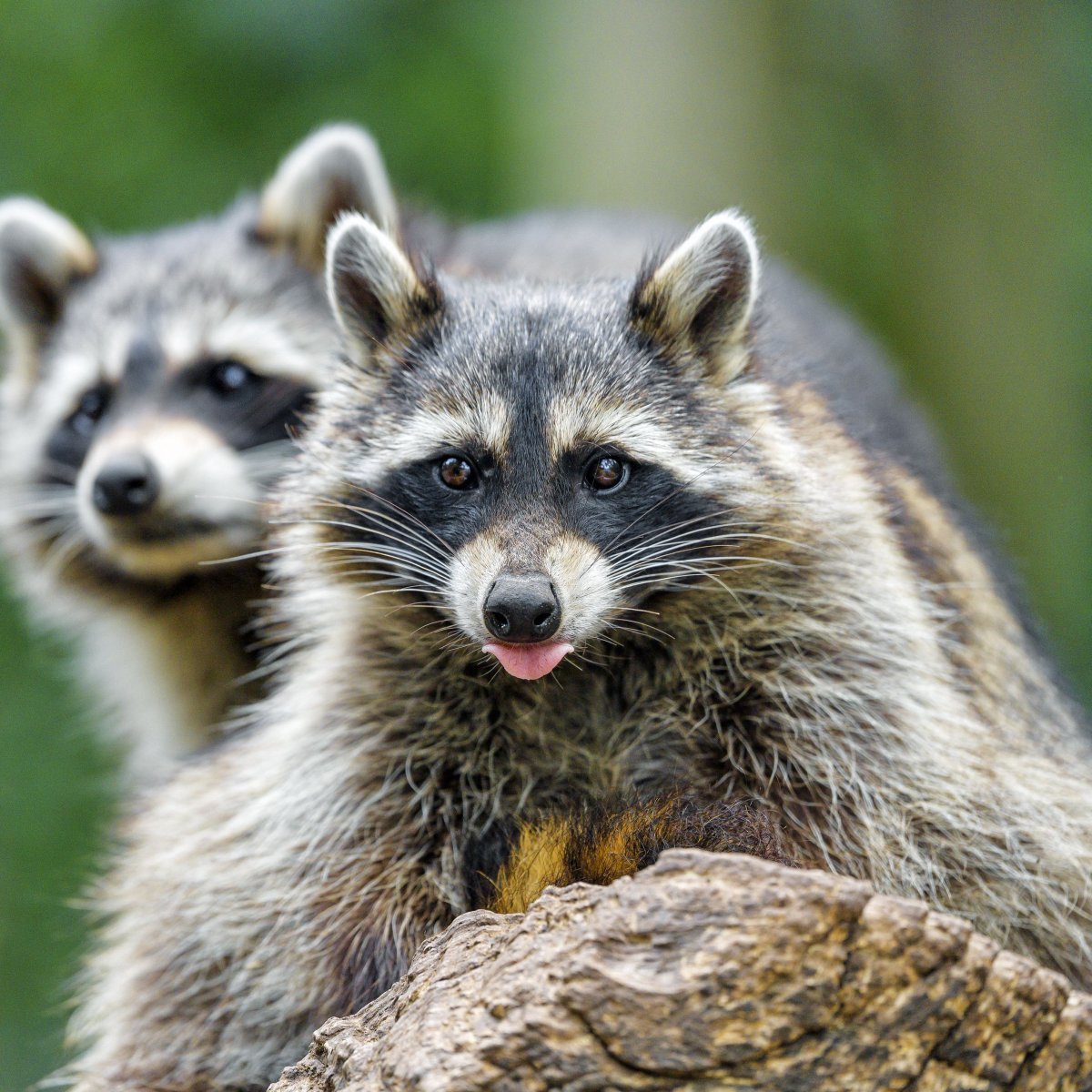 Еноты парочка