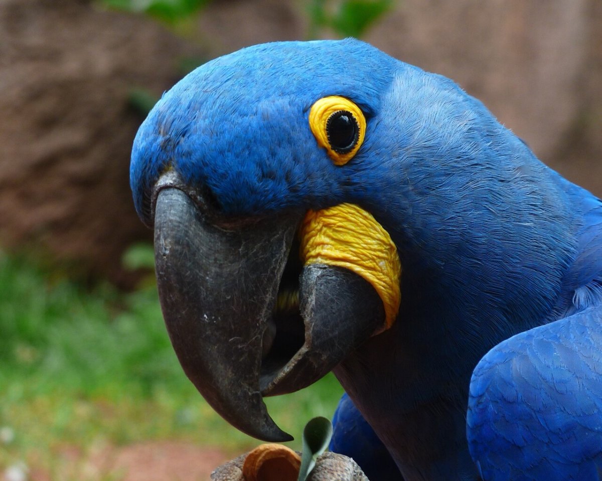 Попугай на аву