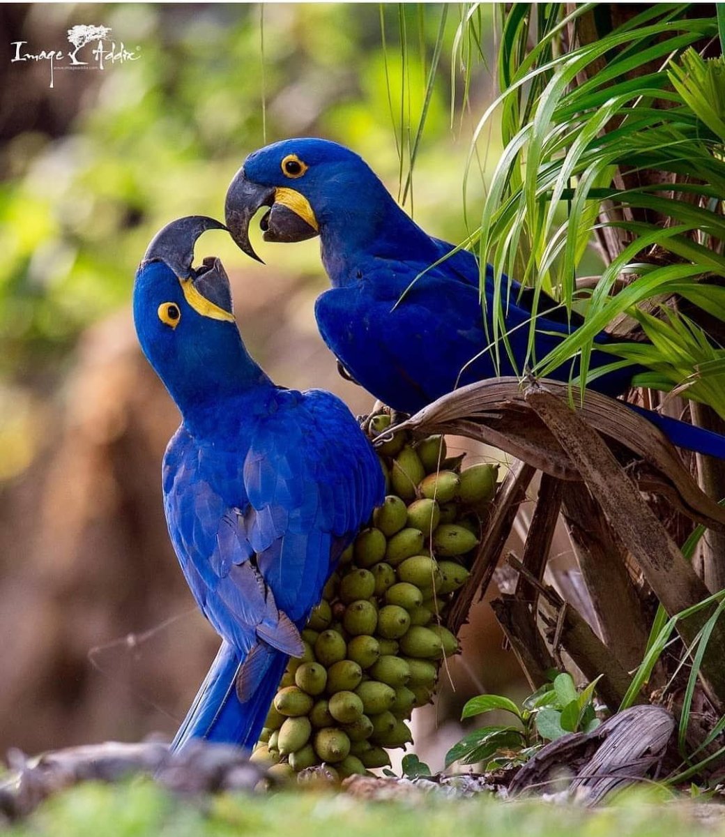 Гиацинтовый ара гнездо