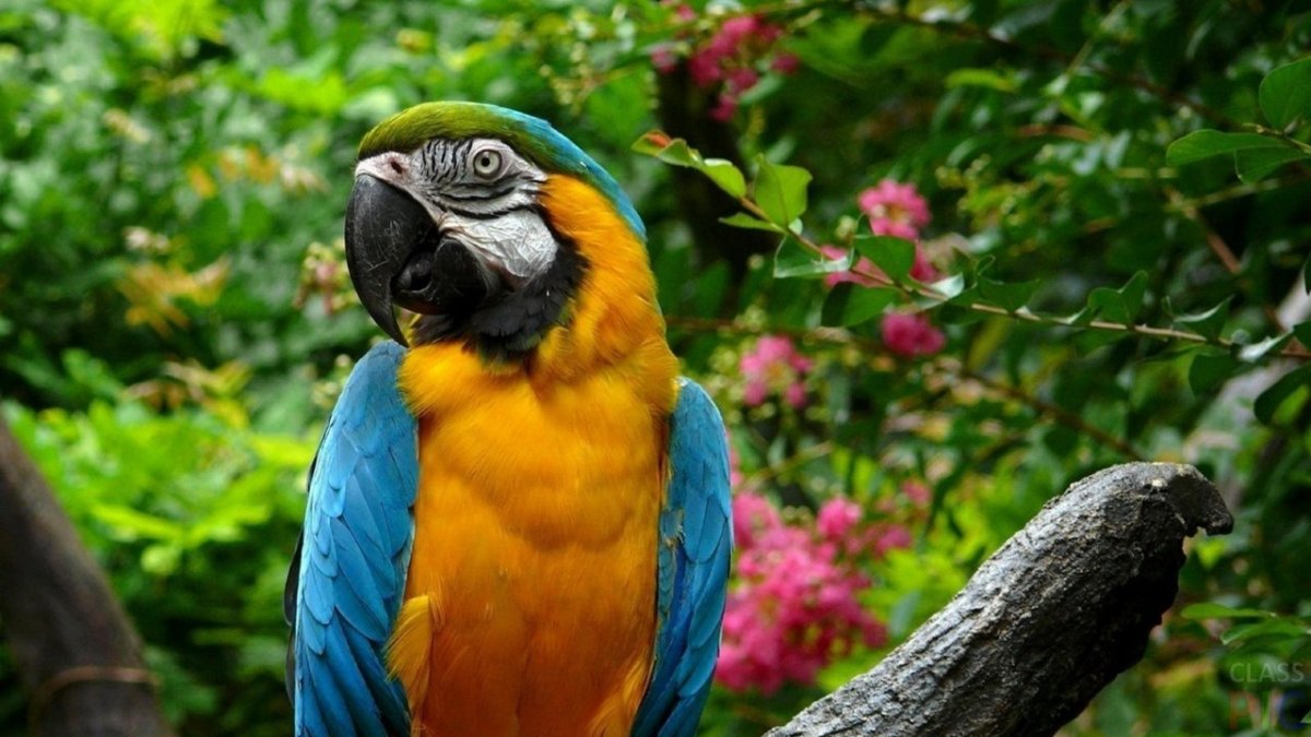 Разноцветный зоопарк. Попугай