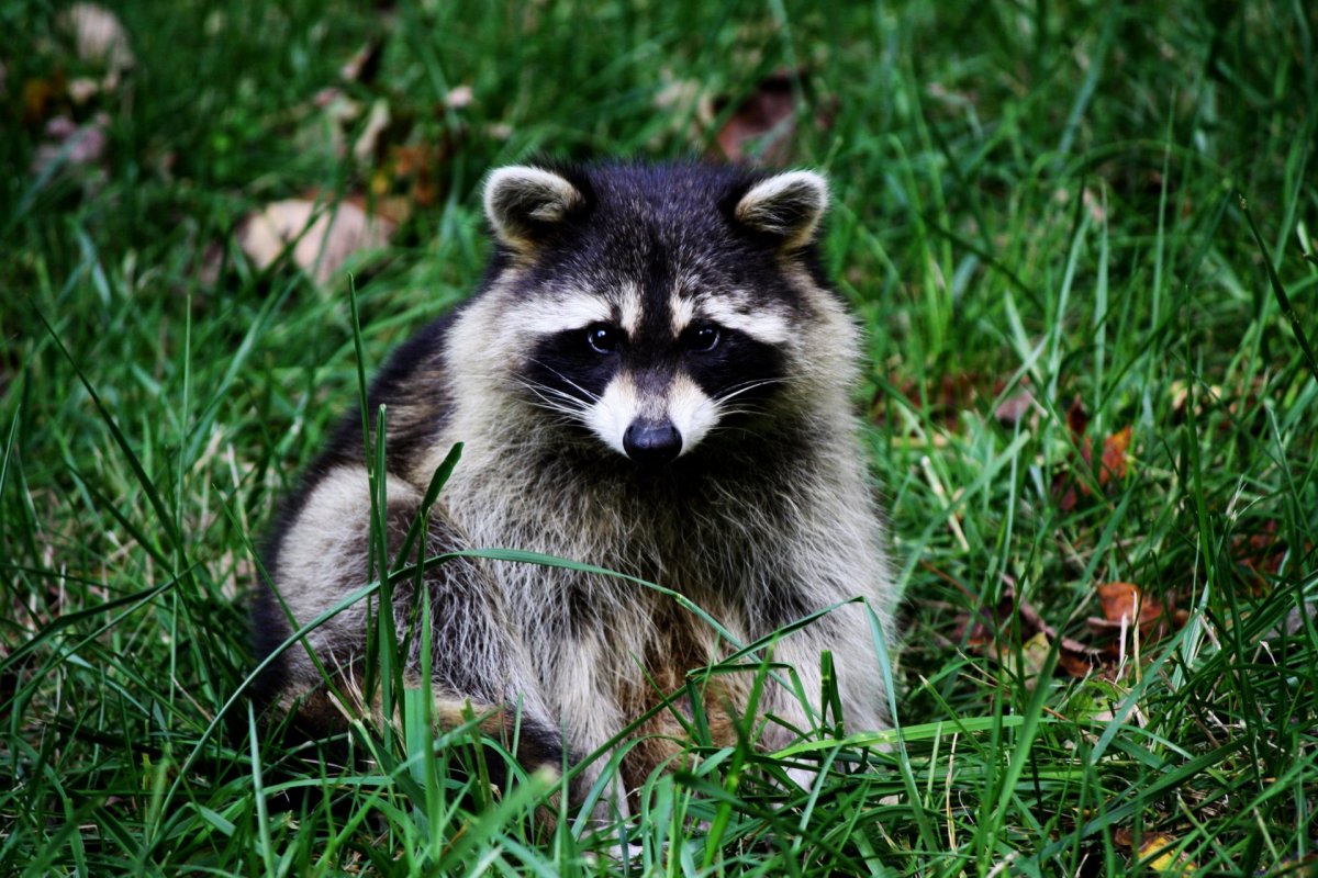 Канада енот полоскун