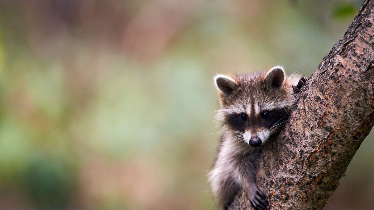 Енотовидная собака Тануки