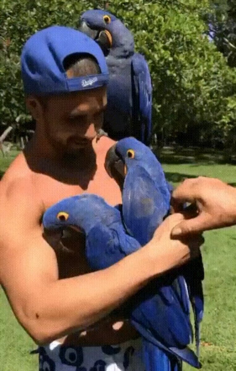 Большие попугаи домашние