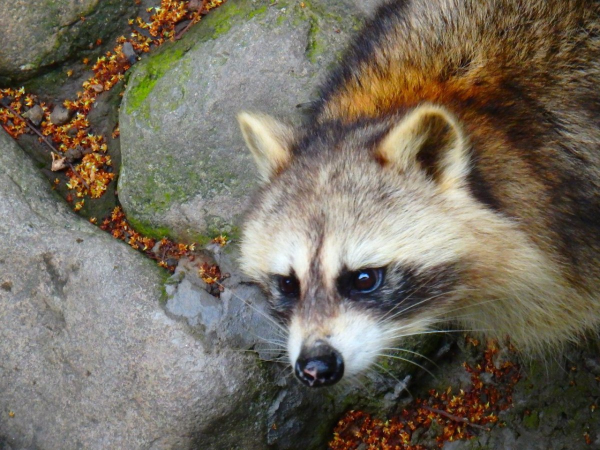 Японский енот