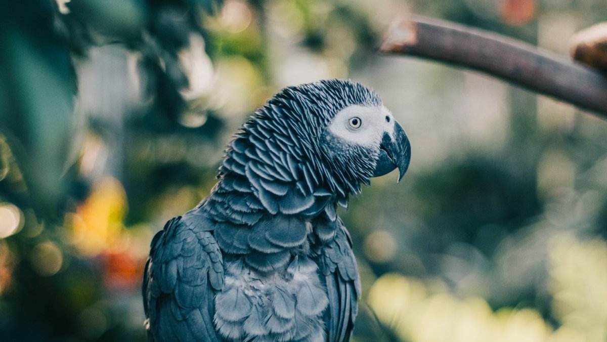 Попугай ара и Какаду