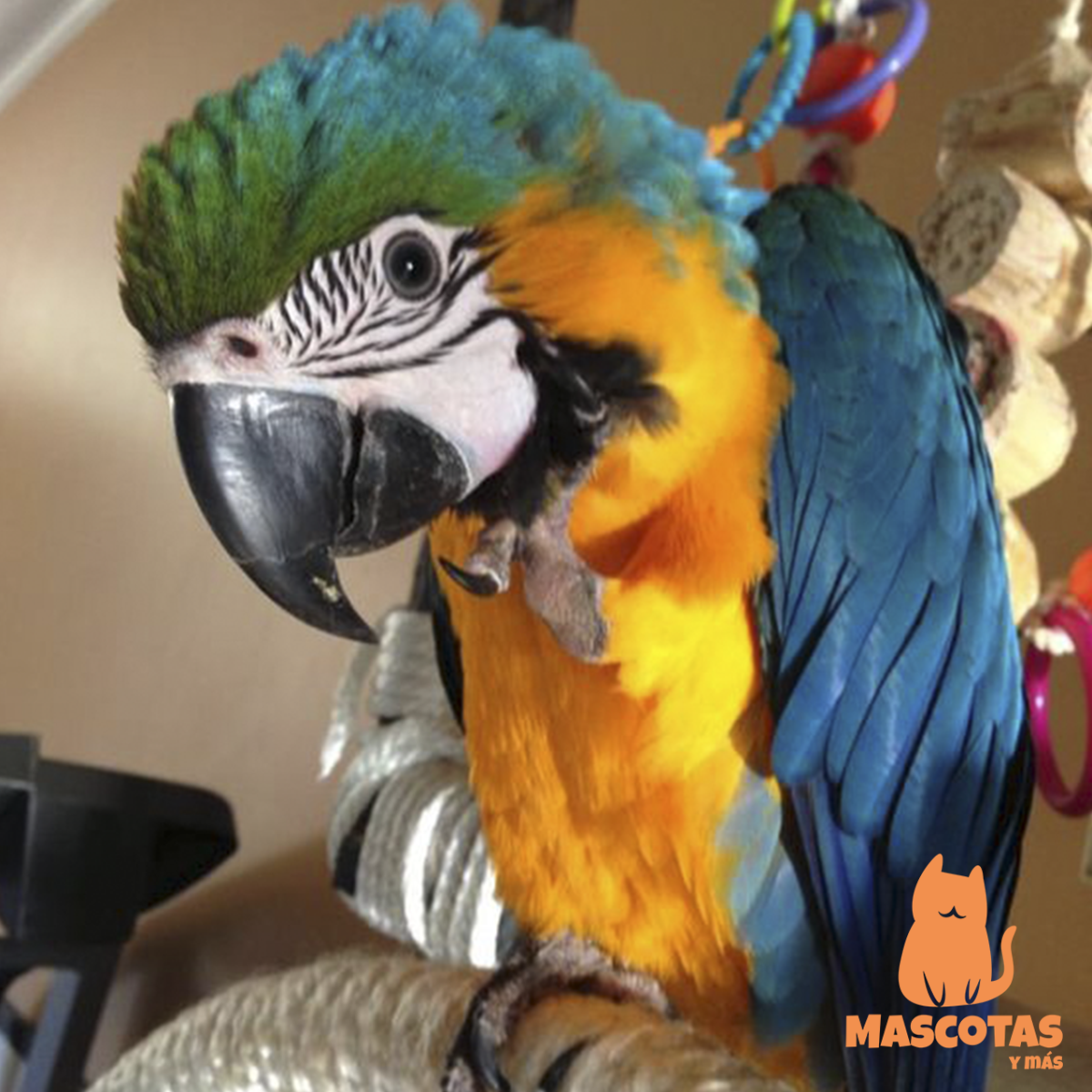 Попугаи волнистик и ара