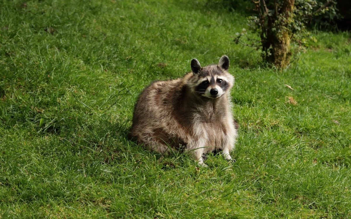 Дальневосточный енот