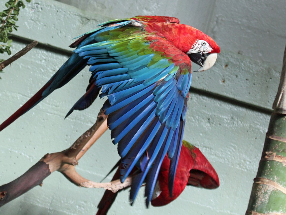 Кеа: единственный в мире горный попугай.