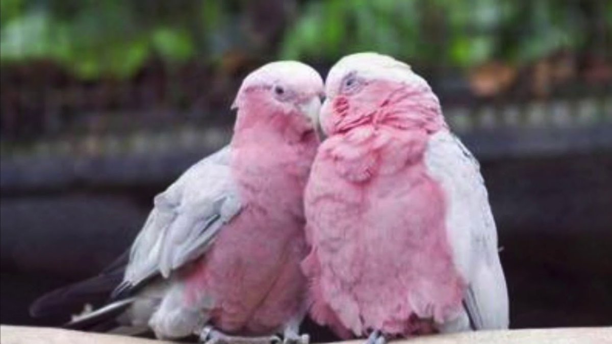 Попугай с открытым клювом