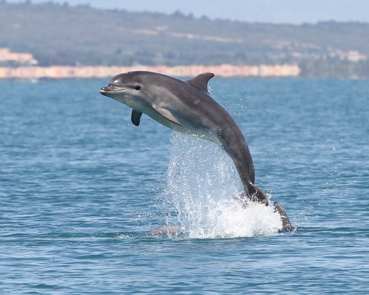 Дельфины Винтер и Хоуп