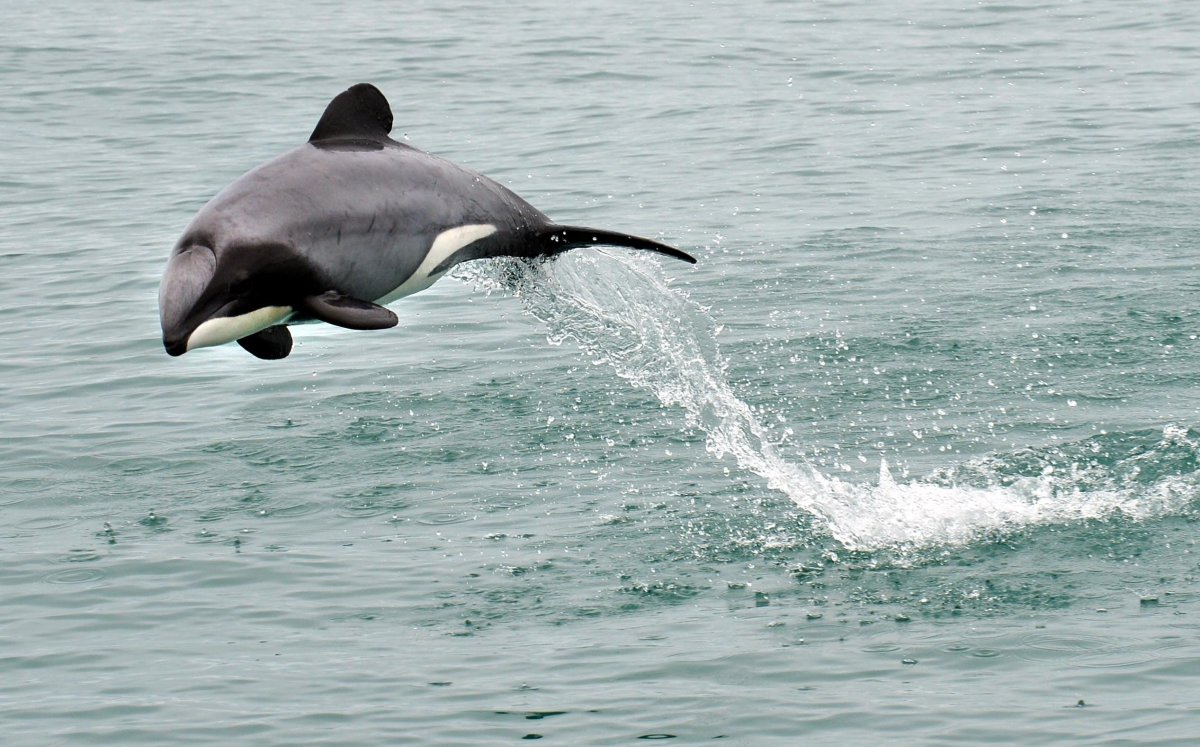 Черноморская Афалина