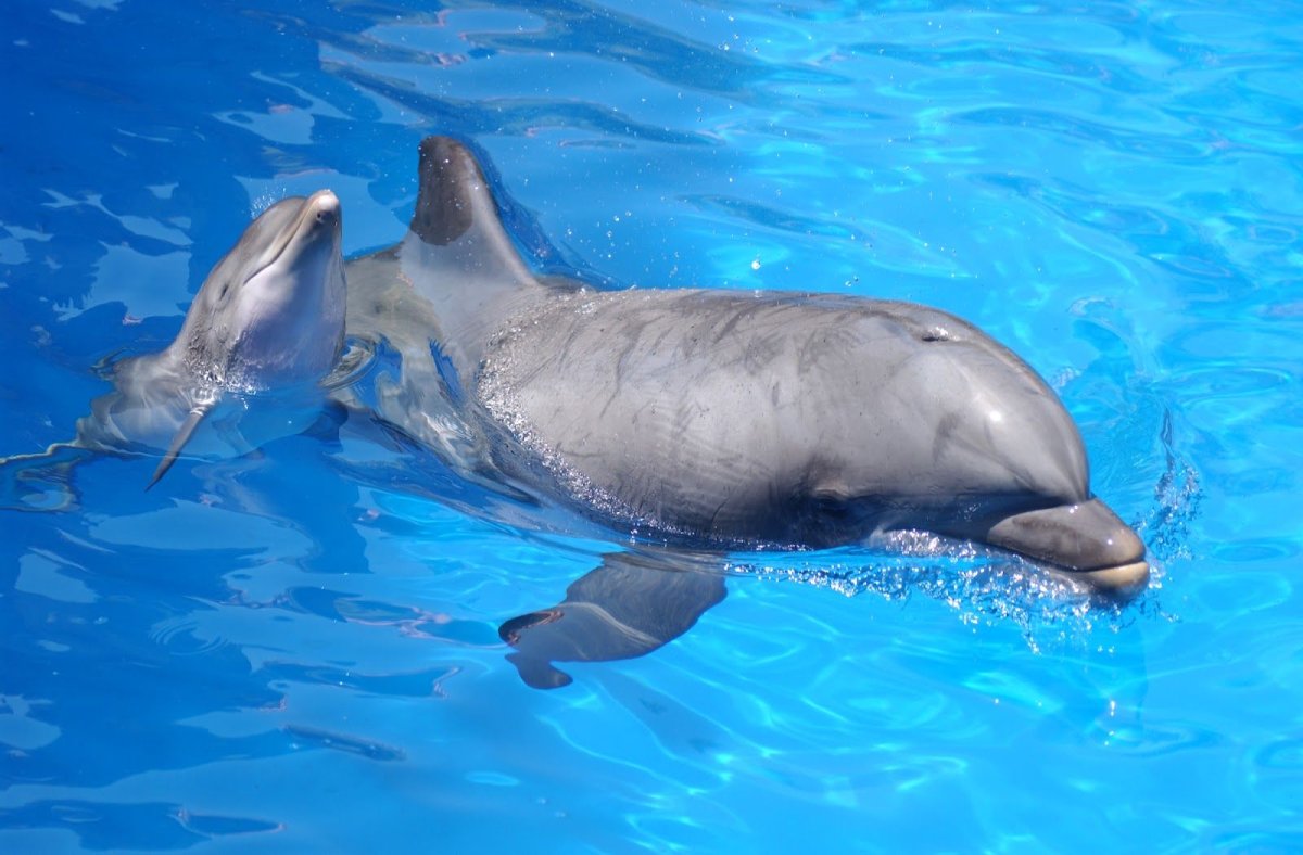 Малайзийский Дельфин