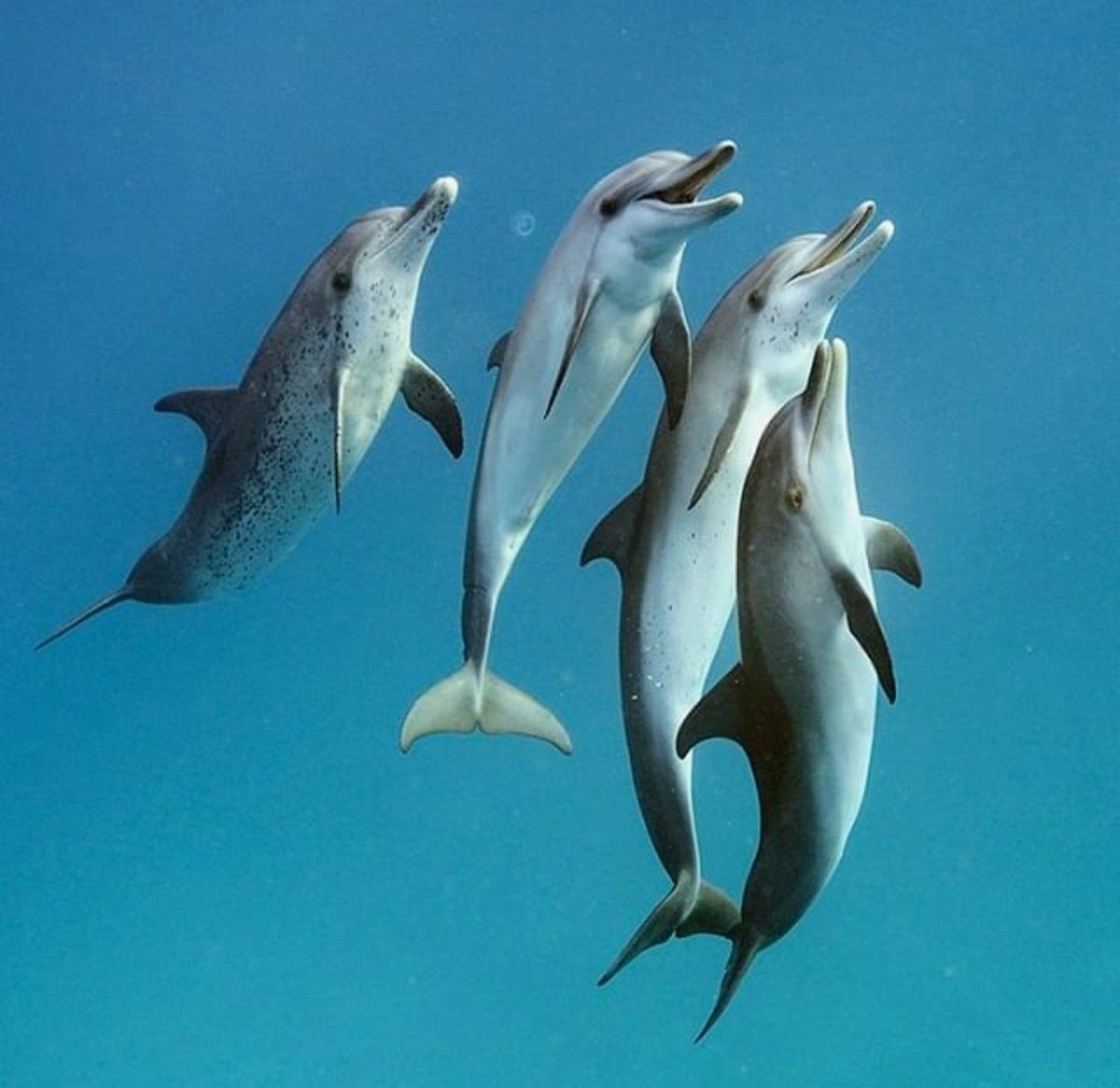 Дельфин Гектора Cephalorhynchus hectori