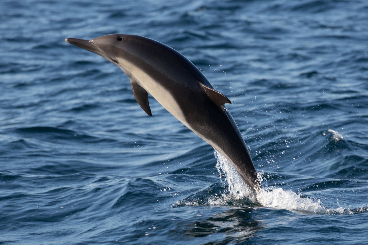 Длинномордый Дельфин