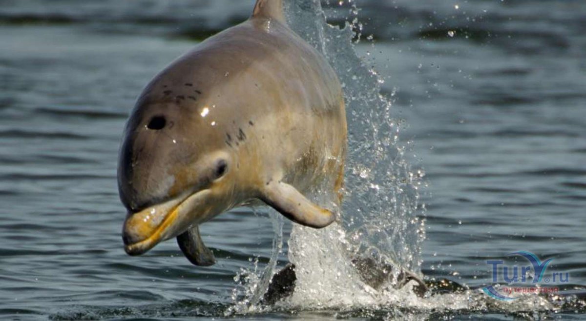 Желтые дельфины