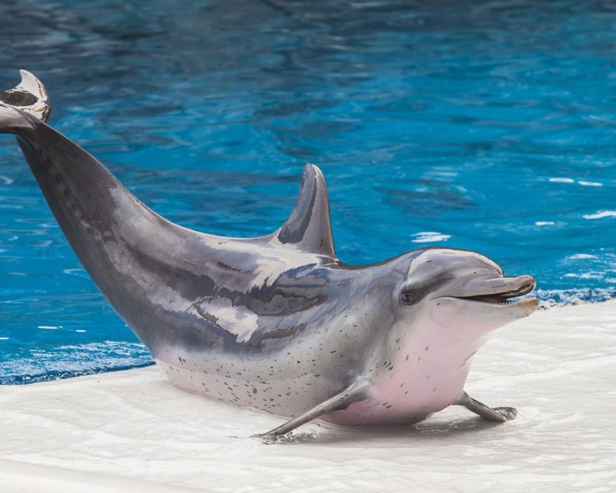 Длинномордый Дельфин