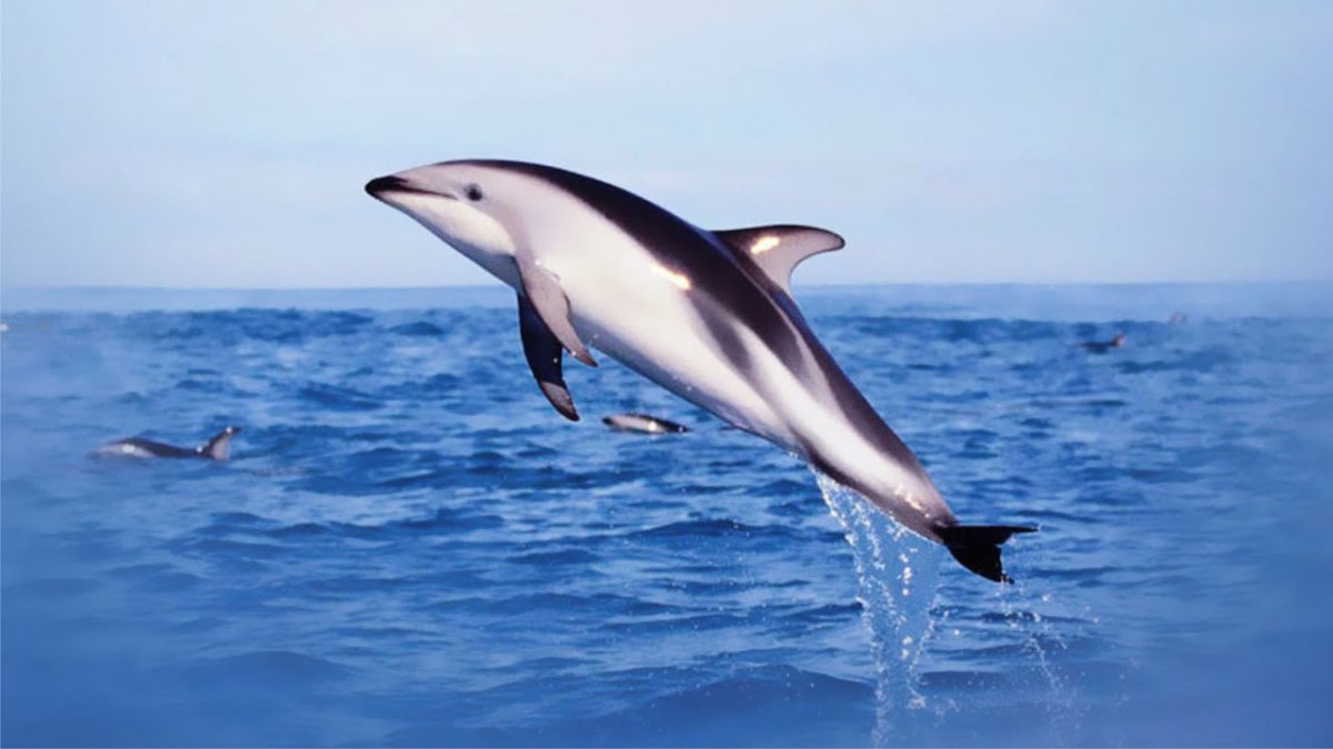 Китайский Речной Дельфин