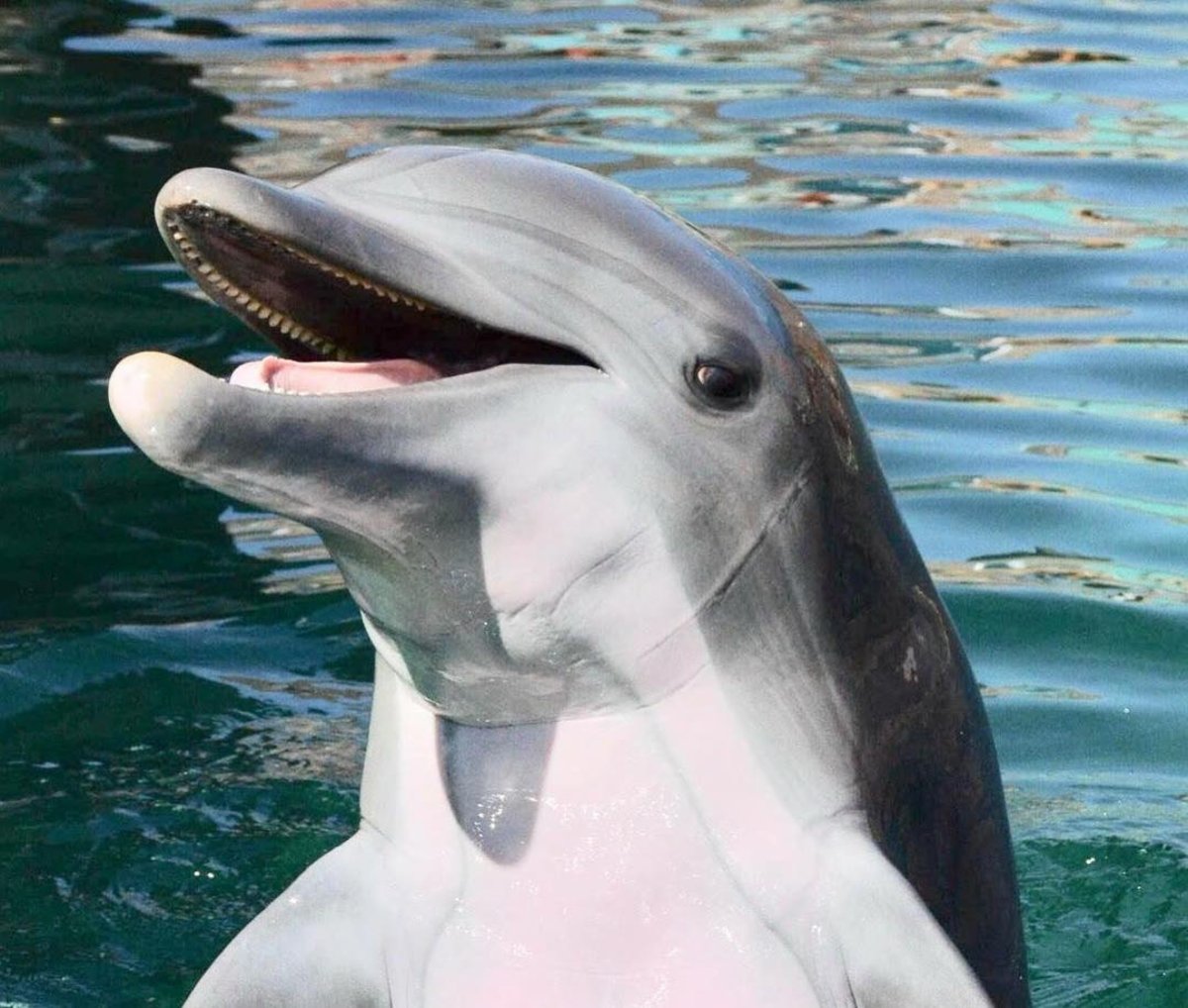 Толстолобый Дельфин