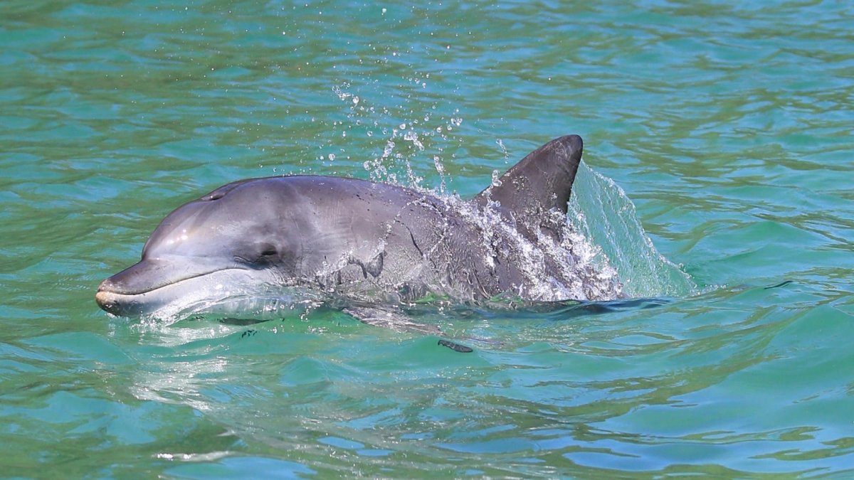 Черноморская Афалина семейство