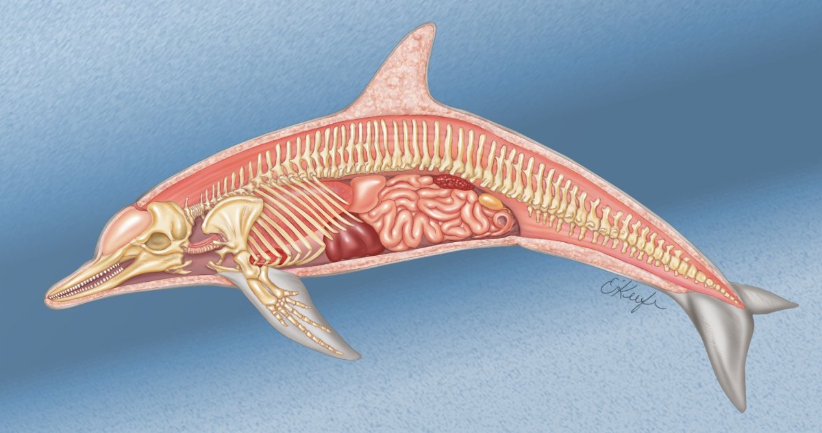 Дельфин млекопитающее