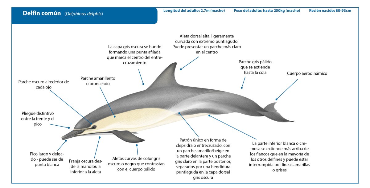 Фигурка Дельфин Винтер