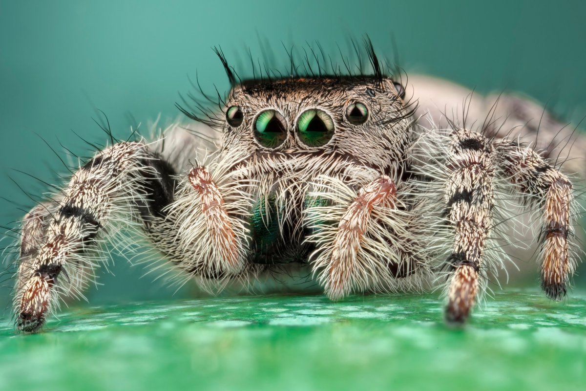 Phidippus mystaceus