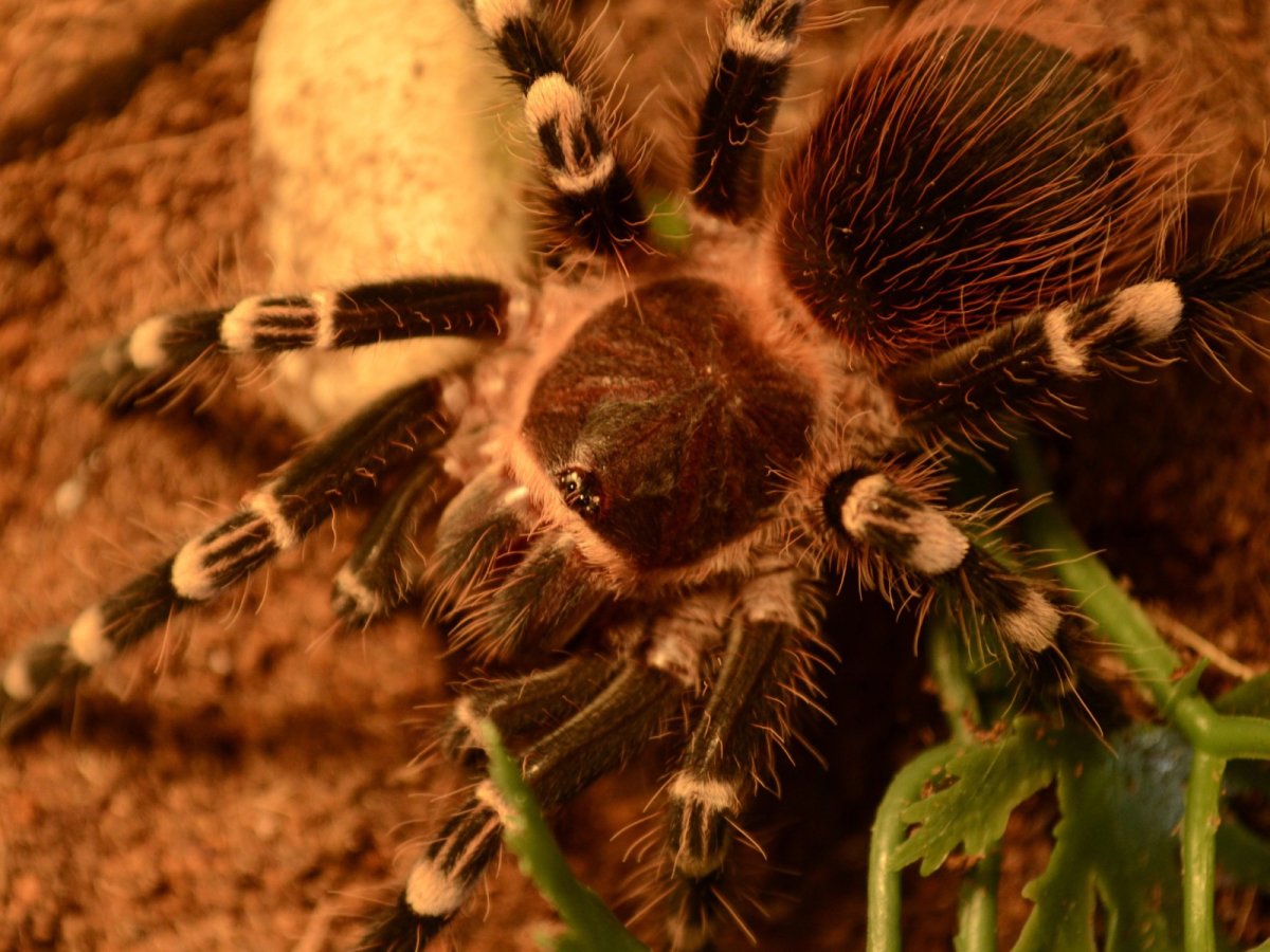 Паук Тарантул