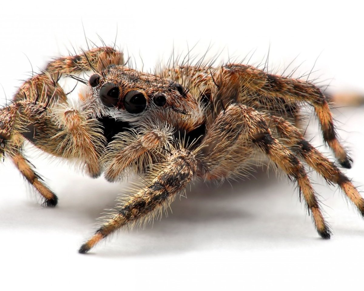 Добрый паук