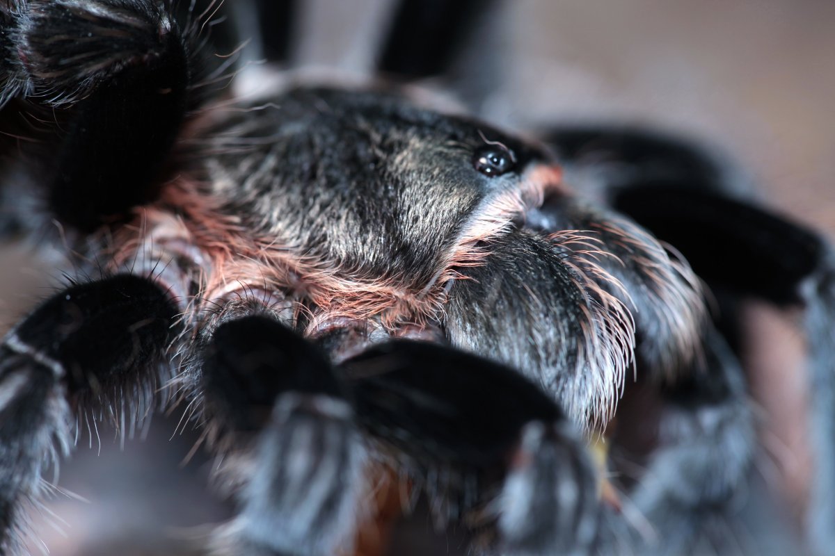 Милая игрушка паучок