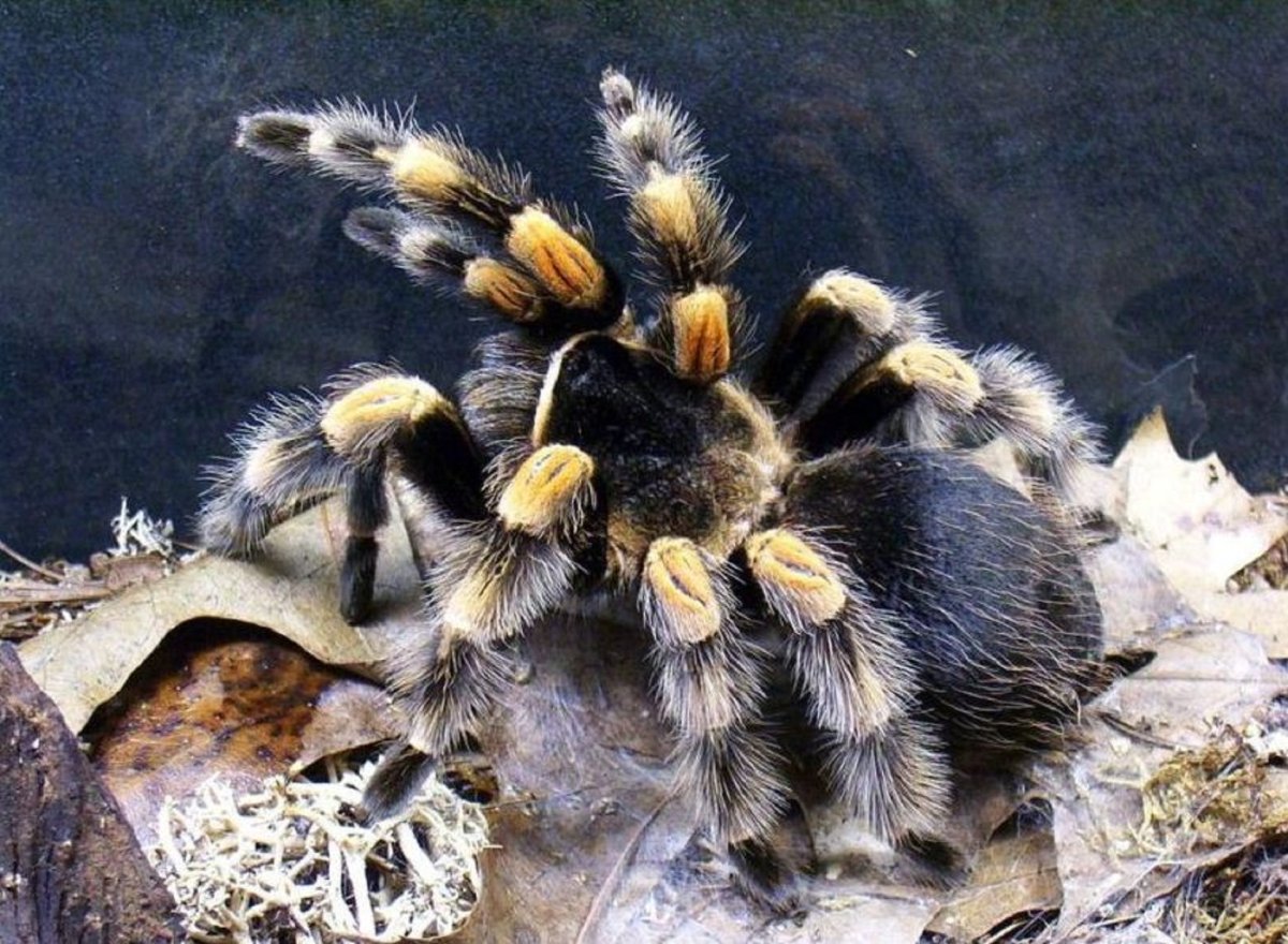 Паук птицеед альбинос