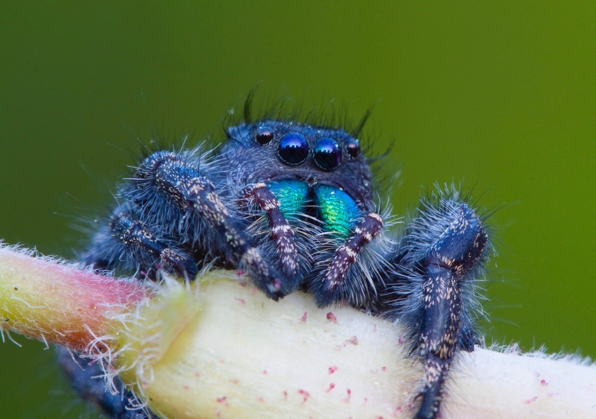 Брахипельма альбицепс