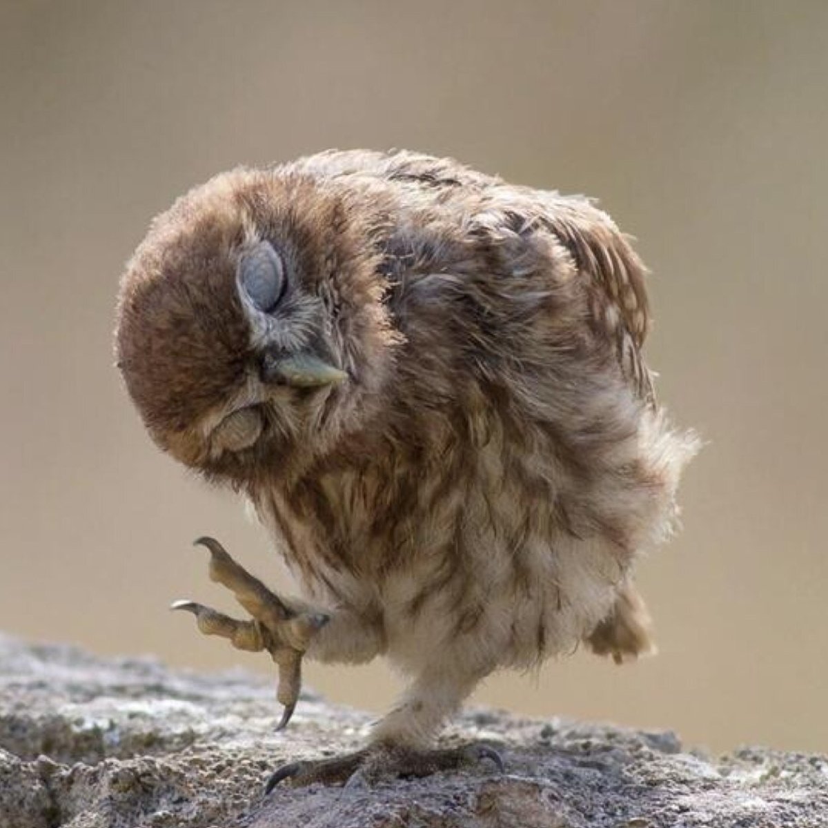 Прикольные Совы