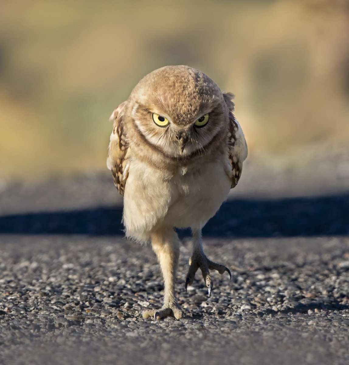 Сова копуша