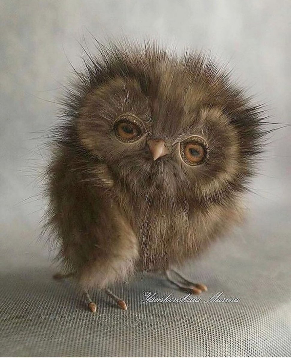 Под смеющейся Совы фото кошачьих