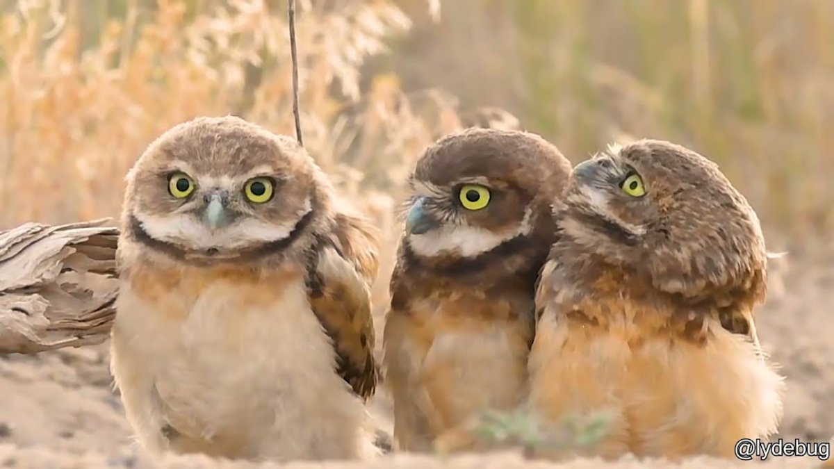 Сова Капуша