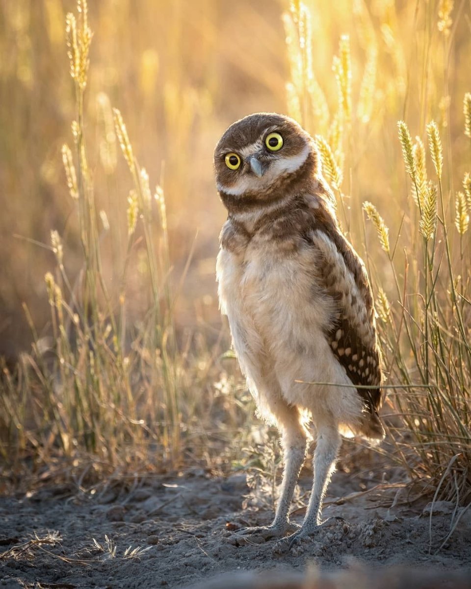 Пещерная Сова копуша