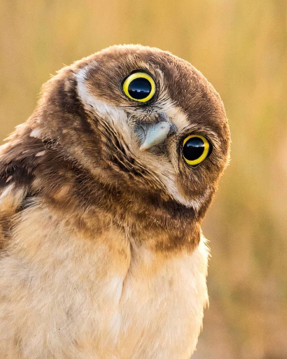 Сипуха милая