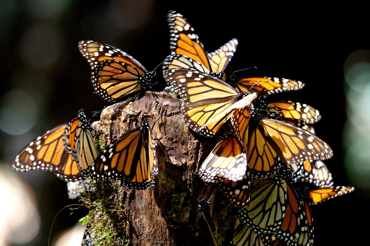 Долина бабочек Греция