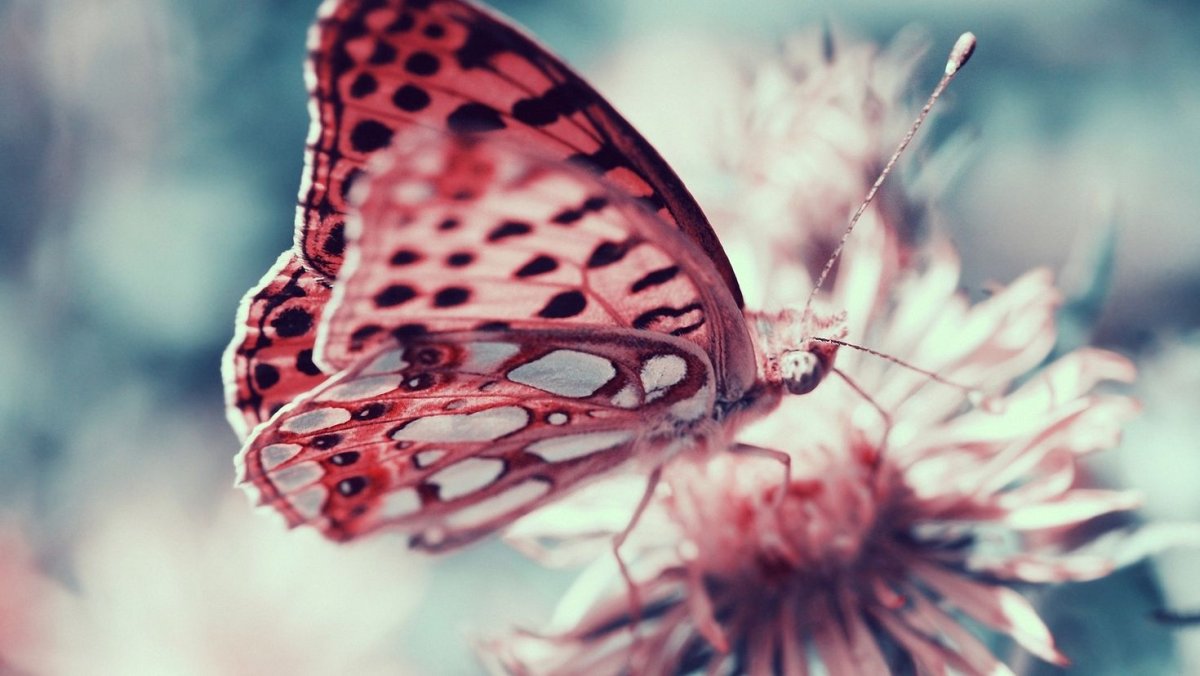 Стая бабочек