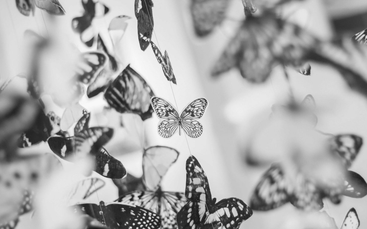 Взмах крыльев бабочки