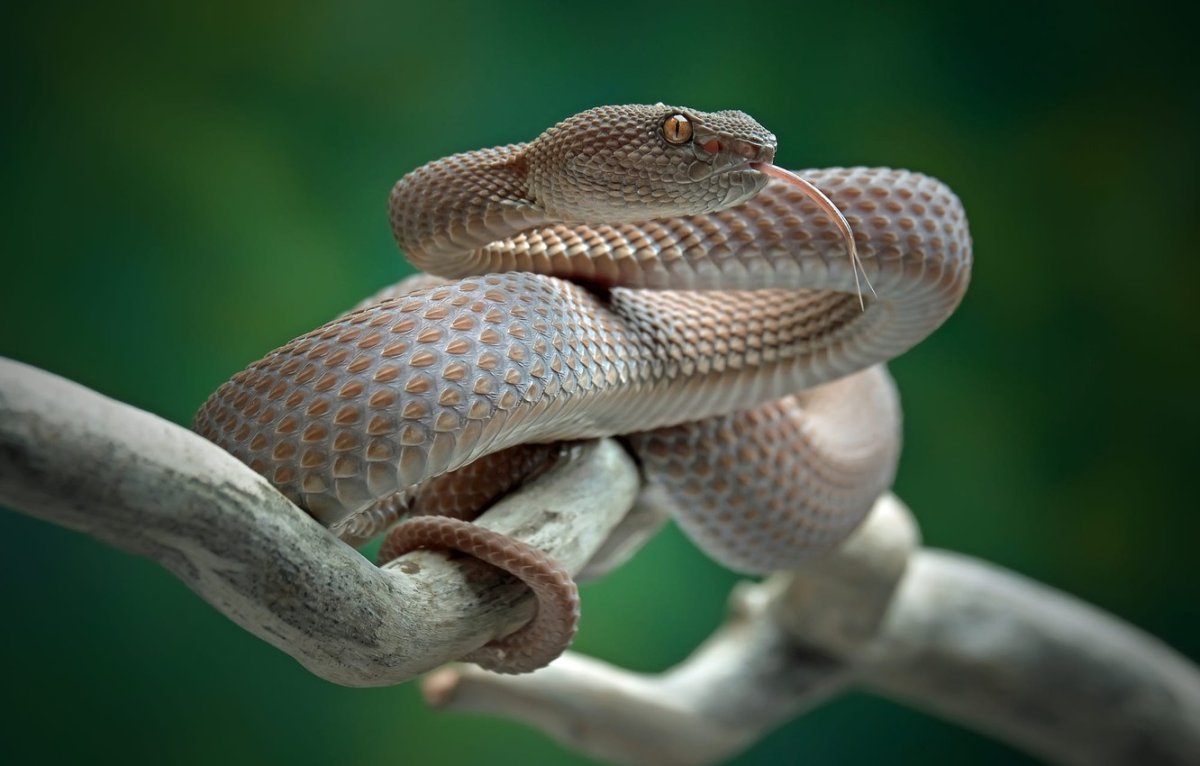 Гадюка с рогами