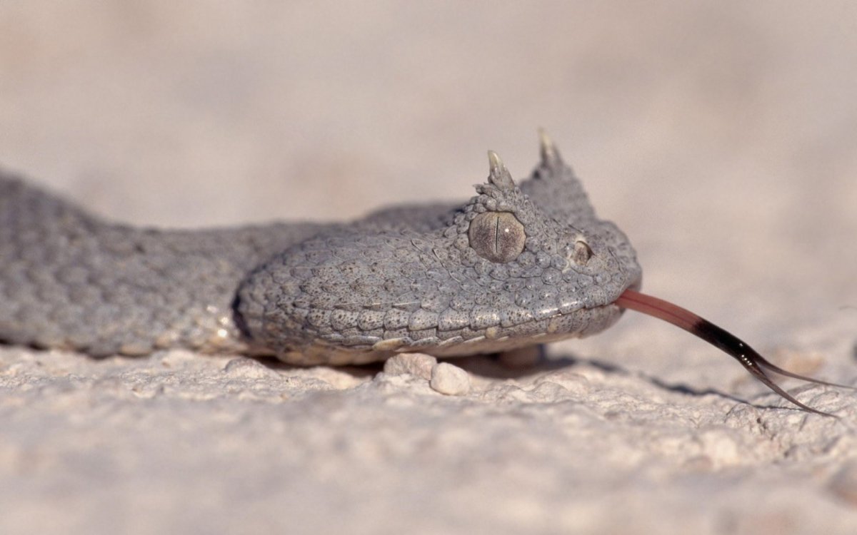 Змея на рабочий стол