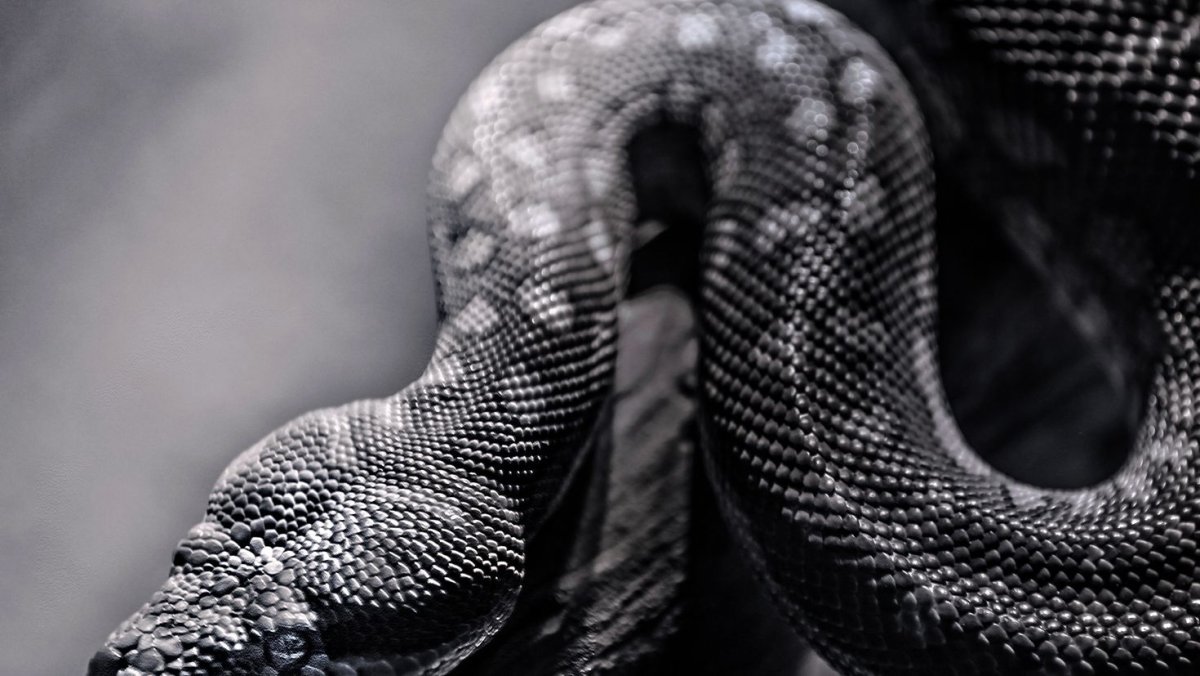 Гадюка полоз уж