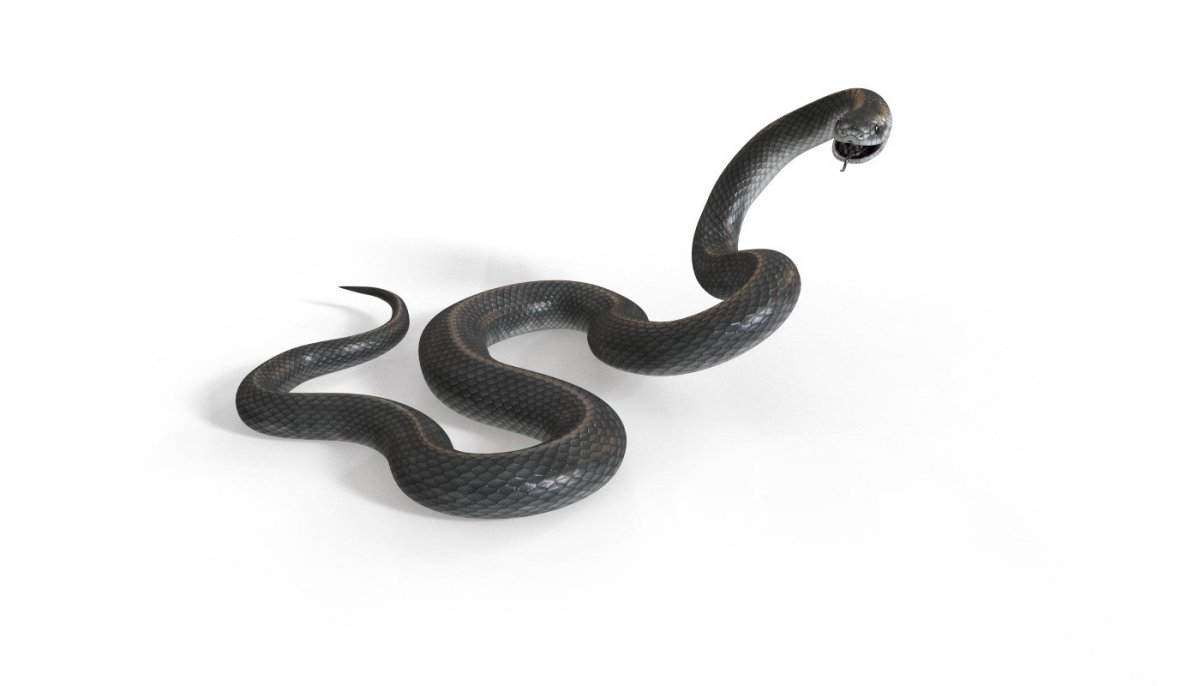 Гадюка Песчанка