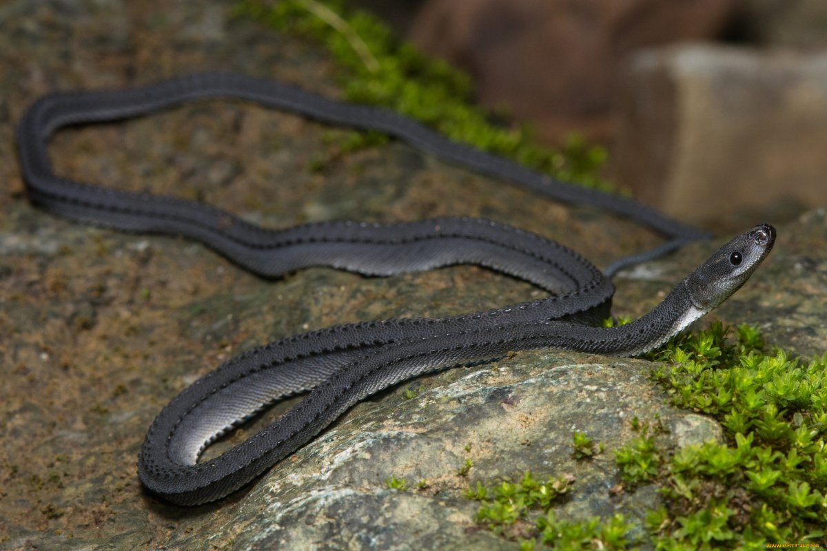 Яванский ксенодерм змея