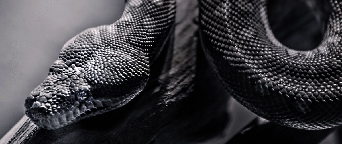 Змея вид сверху