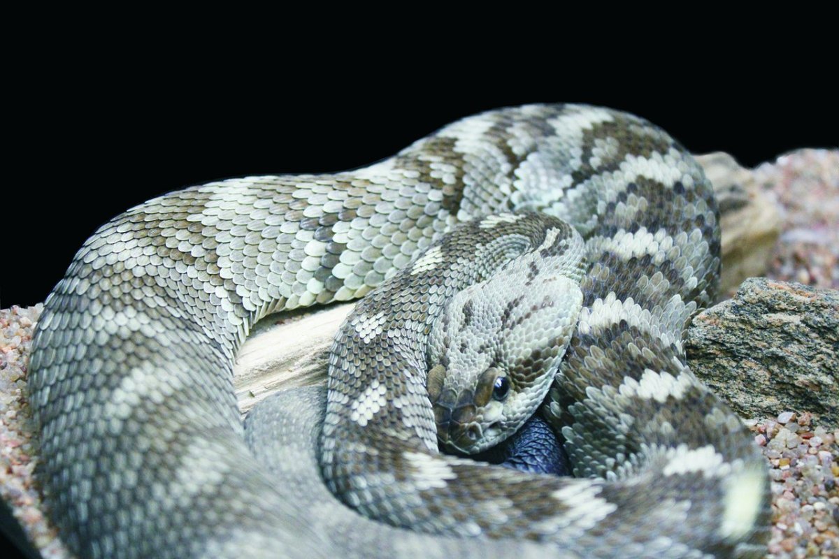 Полоз змея Поволжье